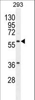 CPA2 Antibody - CPA2 Antibody western blot of 293 cell line lysates (35 ug/lane). The CPA2 antibody detected the CPA2 protein (arrow).