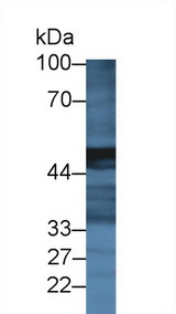 CPA2 Antibody - Western Blot; Sample: Mouse Pancreas lysate; Primary Ab: 2µg/ml Rabbit Anti-Rat CPA2 Antibody Second Ab: 0.2µg/mL HRP-Linked Caprine Anti-Rabbit IgG Polyclonal Antibody