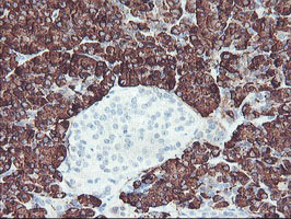 CPA2 Antibody - IHC of paraffin-embedded Human pancreas tissue using anti-CPA2 mouse monoclonal antibody.