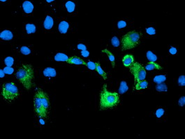 CPA2 Antibody - Anti-CPA2 mouse monoclonal antibody immunofluorescent staining of COS7 cells transiently transfected by pCMV6-ENTRY CPA2.