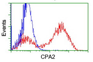 CPA2 Antibody - HEK293T cells transfected with either overexpress plasmid (Red) or empty vector control plasmid (Blue) were immunostained by anti-CPA2 antibody, and then analyzed by flow cytometry.