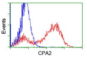CPA2 Antibody - HEK293T cells transfected with either overexpress plasmid (Red) or empty vector control plasmid (Blue) were immunostained by anti-CPA2 antibody, and then analyzed by flow cytometry.