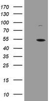 CPA2 Antibody - HEK293T cells were transfected with the pCMV6-ENTRY control (Left lane) or pCMV6-ENTRY CPA2 (Right lane) cDNA for 48 hrs and lysed. Equivalent amounts of cell lysates (5 ug per lane) were separated by SDS-PAGE and immunoblotted with anti-CPA2.