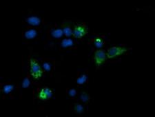 CPA2 Antibody - Anti-CPA2 mouse monoclonal antibody immunofluorescent staining of COS7 cells transiently transfected by pCMV6-ENTRY CPA2.