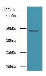 CPA2 Antibody - Western blot. All lanes: CPA2 antibody at 8 ug/ml+ Jurkat whole cell lysate Goat polyclonal to rabbit at 1:10000 dilution. Predicted band size: 47 kDa. Observed band size: 47 kDa.
