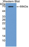 CPA3 Antibody - Western blot of recombinant CPA3.