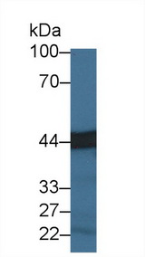 CPA3 Antibody - Western Blot; Sample: Mouse Lymph node lysate; Primary Ab: 3µg/ml Rabbit Anti-Mouse CPA3 Antibody Second Ab: 0.2µg/mL HRP-Linked Caprine Anti-Rabbit IgG Polyclonal Antibody