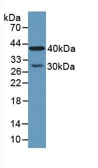 CPA4 Antibody - Western Blot; Sample: Human Lung Tissue.