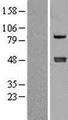 CPA4 Protein - Western validation with an anti-DDK antibody * L: Control HEK293 lysate R: Over-expression lysate