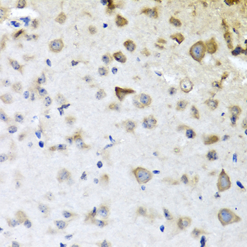 CPA6 / Carboxypeptidase A6 Antibody - Immunohistochemistry of paraffin-embedded mouse brain tissue.