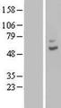 CPA6 / Carboxypeptidase A6 Protein - Western validation with an anti-DDK antibody * L: Control HEK293 lysate R: Over-expression lysate