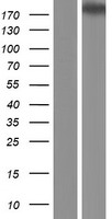 CPAMD8 / KIAA1283 Protein - Western validation with an anti-DDK antibody * L: Control HEK293 lysate R: Over-expression lysate