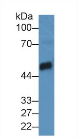 CPB / Carboxypeptidase B Antibody - Western Blot; Sample: Mouse Pancreas lysate; Primary Ab: 2µg/mL Rabbit Anti-Rat CPB1 Antibody Second Ab: 0.2µg/mL HRP-Linked Caprine Anti-Rabbit IgG Polyclonal Antibody
