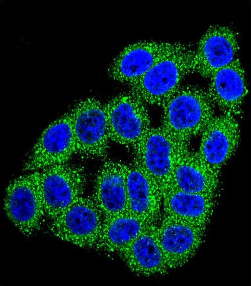 CPB / Carboxypeptidase B Antibody - Confocal immunofluorescence of CPB1 Antibody with HeLa cell followed by Alexa Fluor 488-conjugated goat anti-rabbit lgG (green). DAPI was used to stain the cell nuclear (blue).