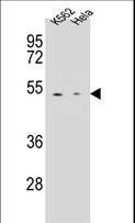 CPB / Carboxypeptidase B Antibody - CPB1 Antibody western blot of K562,HeLa cell line lysates (35 ug/lane). The CPB1 antibody detected the CPB1 protein (arrow).