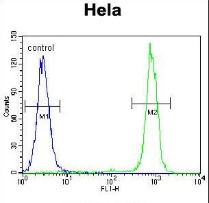 CPB / Carboxypeptidase B Antibody - CPB1 Antibody flow cytometry of HeLa cells (right histogram) compared to a negative control cell (left histogram). FITC-conjugated goat-anti-rabbit secondary antibodies were used for the analysis.