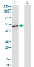 CPB / Carboxypeptidase B Antibody - Western blot of CPB1 expression in transfected 293T cell line by CPB1 monoclonal antibody (M01), clone 4D5.