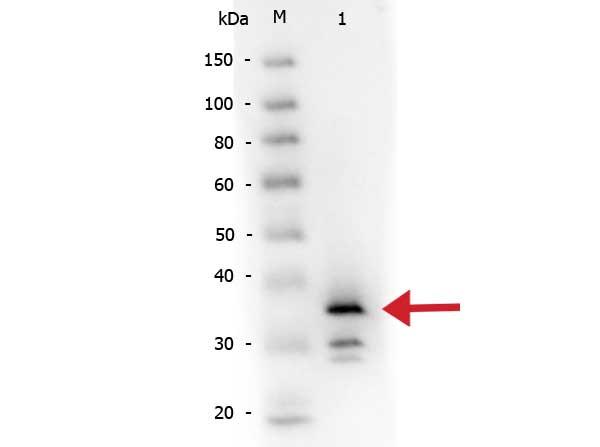 CPB / Carboxypeptidase B Antibody - Western Blot of Rabbit anti-Carboxypeptidase B antibody Biotin conjugated. Lane 1: Carboxypeptidase B. Load: 50 ng per lane. Primary antibody: Rabbit anti-Carboxypeptidase B antibody Biotin conjugated at 1:1,000 overnight at 4°C. Secondary antibody: HRP conjugated rabbit secondary antibody at 1:40,000 for 30 min at RT.