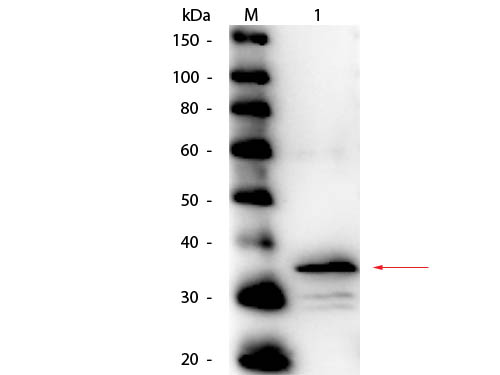 CPB / Carboxypeptidase B Antibody - Western Blot of rabbit anti-Carboxypeptidase B Antibody Peroxidase Conjugated. Lane 1: Carboxypeptidase B. Load: 50 ng per lane. Primary antibody: Rabbit anti-Carboxypeptidase B Antibody Peroxidase Conjugated at 1:1,000 overnight at 4°C. Secondary antibody: n/a. Block: MB-070 for 30 minutes at RT. Predicted/Observed size: 47 kDa, observed at 35 kDa for Carboxypeptidase B. Expected molecular weight for processed protein is ~34.7 kDa.
