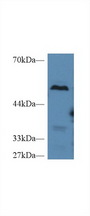 CPB2 / TAFI Antibody - Western Blot; Sample: Mouse Liver lysate; Primary Ab: 2µg/ml Rabbit Anti-Mouse TAFI Antibody Second Ab: 0.2µg/mL HRP-Linked Caprine Anti-Rabbit IgG Polyclonal Antibody