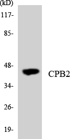 CPB2 / TAFI Antibody - Western blot analysis of the lysates from K562 cells using CPB2 antibody.
