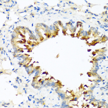 CPB2 / TAFI Antibody - Immunohistochemistry of paraffin-embedded mouse lung using CPB2 antibody at dilution of 1:100 (40x lens).