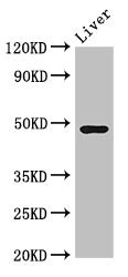 CPB2 / TAFI Antibody - Western Blot Positive WB detected in:Mouse liver tissue All Lanes:CPB2 antibody at 3.4µg/ml Secondary Goat polyclonal to rabbit IgG at 1/50000 dilution Predicted band size: 49,41 KDa Observed band size: 49 KDa