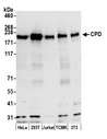 CPD Antibody - Detection of human and mouse CPD by western blot. Samples: Whole cell lysate (15 µg) from HeLa, HEK293T, Jurkat, mouse TCMK-1, and mouse NIH 3T3 cells prepared using NETN lysis buffer. Antibody: Affinity purified rabbit anti-CPD antibody used for WB at 0.1 µg/ml. Detection: Chemiluminescence with an exposure time of 30 seconds.
