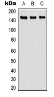 CPD Antibody - Western blot analysis of Carboxypeptidase D expression in A549 (A); NS-1 (B); PC12 (C) whole cell lysates.