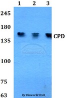 CPD Antibody - Western blot of CPD antibody at 1:500 dilution. Lane 1: A549 whole cell lysate. Lane 2: sp2/0 whole cell lysate. Lane 3: PC12 whole cell lysate.