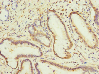 CPD Antibody - Immunohistochemistry of paraffin-embedded human pancreatic tissue at dilution 1:100