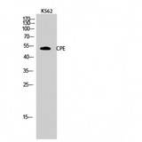 CPE / Carboxypeptidase E Antibody - Western blot of CPE antibody