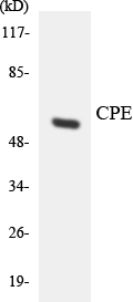CPE / Carboxypeptidase E Antibody - Western blot analysis of the lysates from HeLa cells using CPE antibody.