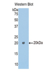 CPE / Carboxypeptidase E Antibody - Western blot of recombinant Carboxypeptidase E / CPE.  This image was taken for the unconjugated form of this product. Other forms have not been tested.