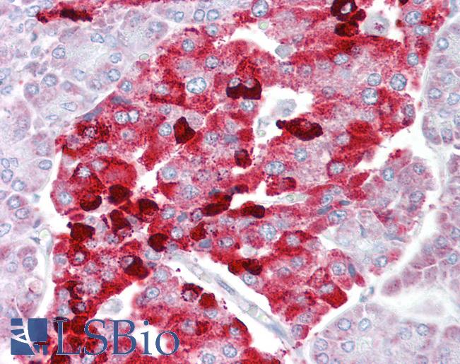 CPE / Carboxypeptidase E Antibody - Human Pancreas: Formalin-Fixed, Paraffin-Embedded (FFPE).  This image was taken for the unconjugated form of this product. Other forms have not been tested.