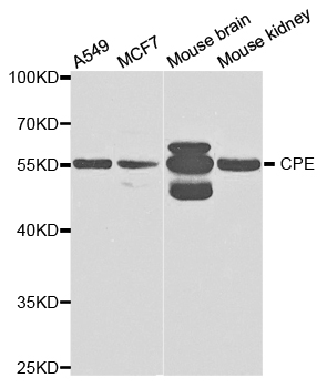 CPE / Carboxypeptidase E Antibody - Western blot analysis of extracts of various cell lines.