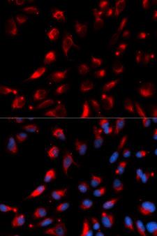 CPE / Carboxypeptidase E Antibody - Immunofluorescence analysis of U20S cells.