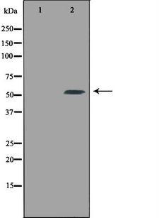 CPE / Carboxypeptidase E Antibody - Western blot analysis of extracts of 3T3 cells using CPE antibody. The lane on the left is treated with the antigen-specific peptide.