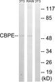 CPE / Carboxypeptidase E Antibody - Western blot analysis of extracts from 3T3 cells and RAW264.7cells, using CPE antibody.