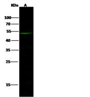 CPE / Carboxypeptidase E Antibody - Anti-CPE rabbit polyclonal antibody at 1:500 dilution. Lane A: NIH3T3 Whole Cell Lysate. Lysates/proteins at 30 ug per lane. Secondary: Goat Anti-Rabbit IgG H&L (Dylight 800) at 1/10000 dilution. Developed using the Odyssey technique. Performed under reducing conditions. Predicted band size: 53 kDa. Observed band size: 53 kDa.