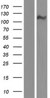 CPED1 Protein - Western validation with an anti-DDK antibody * L: Control HEK293 lysate R: Over-expression lysate
