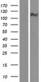 CPED1 Protein - Western validation with an anti-DDK antibody * L: Control HEK293 lysate R: Over-expression lysate