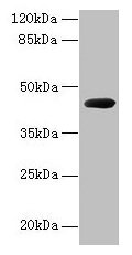 cpg2 / Carboxypeptidase G2 Antibody - Western blot All lanes: Carboxypeptidase G2 antibody at 2µg/ml + recombinant Carboxypeptidase G2 protein at 0.5µgSecondary Goat polyclonal to rabbit IgG at 1/10000 dilution Predicted band size: 38 kDa Observed band size: 38 kDa