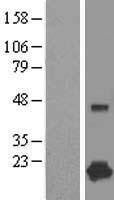 CPLX1 / Complexin 1 Protein - Western validation with an anti-DDK antibody * L: Control HEK293 lysate R: Over-expression lysate