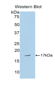 CPLX2 / Complexin 2 Antibody - Western blot of recombinant CPLX2 / Complexin 2.  This image was taken for the unconjugated form of this product. Other forms have not been tested.