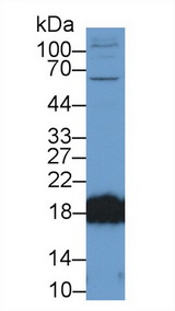 CPLX2 / Complexin 2 Antibody - Western Blot; Sample: Rat Cerebrum lysate; Primary Ab: 2µg/ml Rabbit Anti-Mouse CPLX2 Antibody Second Ab: 0.2µg/mL HRP-Linked Caprine Anti-Rabbit IgG Polyclonal Antibody