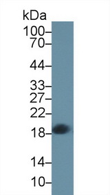 CPLX2 / Complexin 2 Antibody - Western Blot; Sample: Rat Spinal cord lysate; Primary Ab: 1µg/ml Rabbit Anti-Human CPLX2 Antibody Second Ab: 0.2µg/mL HRP-Linked Caprine Anti-Rabbit IgG Polyclonal Antibody