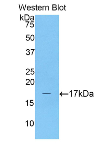 CPLX2 / Complexin 2 Antibody - Western blot of recombinant CPLX2 / Complexin 2.  This image was taken for the unconjugated form of this product. Other forms have not been tested.