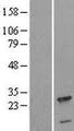 CPLX3 Protein - Western validation with an anti-DDK antibody * L: Control HEK293 lysate R: Over-expression lysate