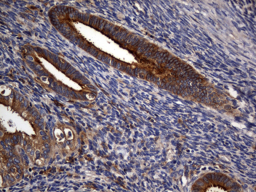 CPM / Carboxypeptidase M Antibody - Immunohistochemical staining of paraffin-embedded Human endometrium tissue within the normal limits using anti-CPM mouse monoclonal antibody. (Heat-induced epitope retrieval by 1mM EDTA in 10mM Tris buffer. (pH8.5) at 120°C for 3 min. (1:2000)